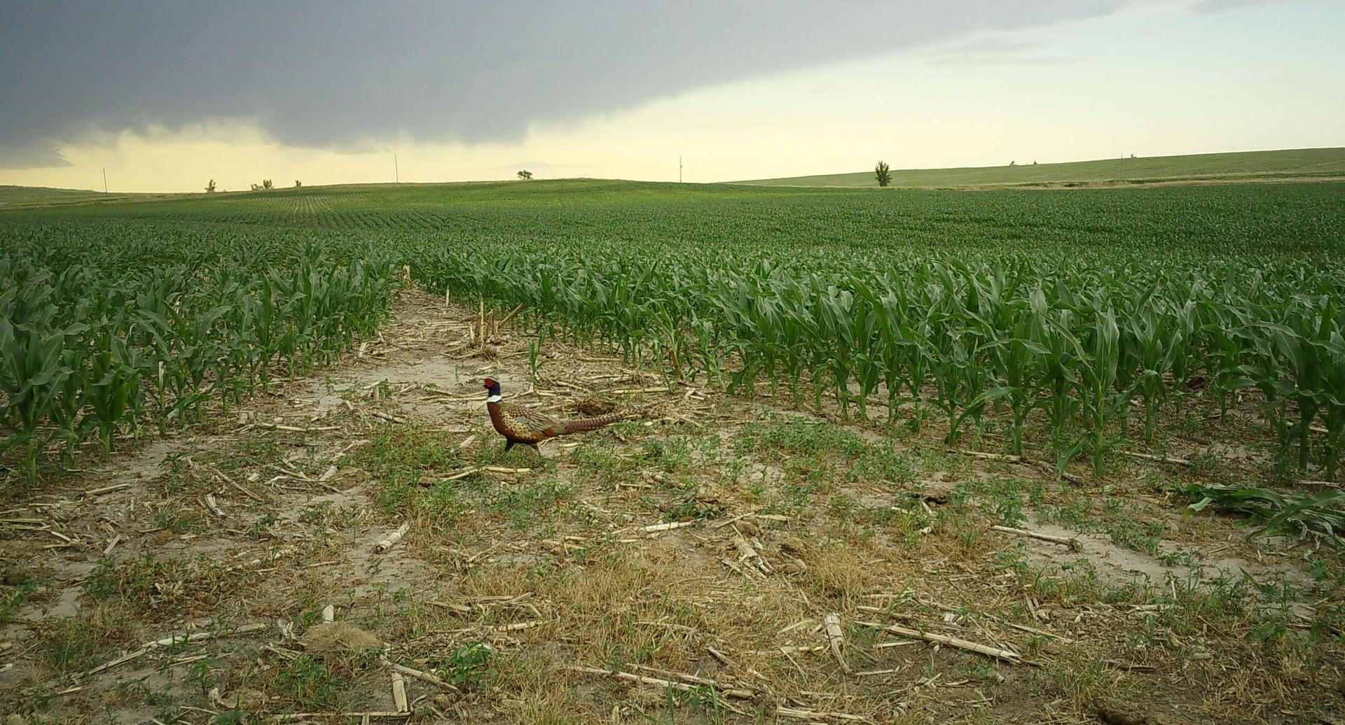 Pheasant in crop field