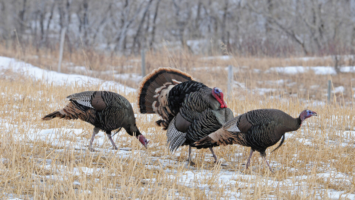 Husker-led study to focus on Nebraska’s wild turkey populations