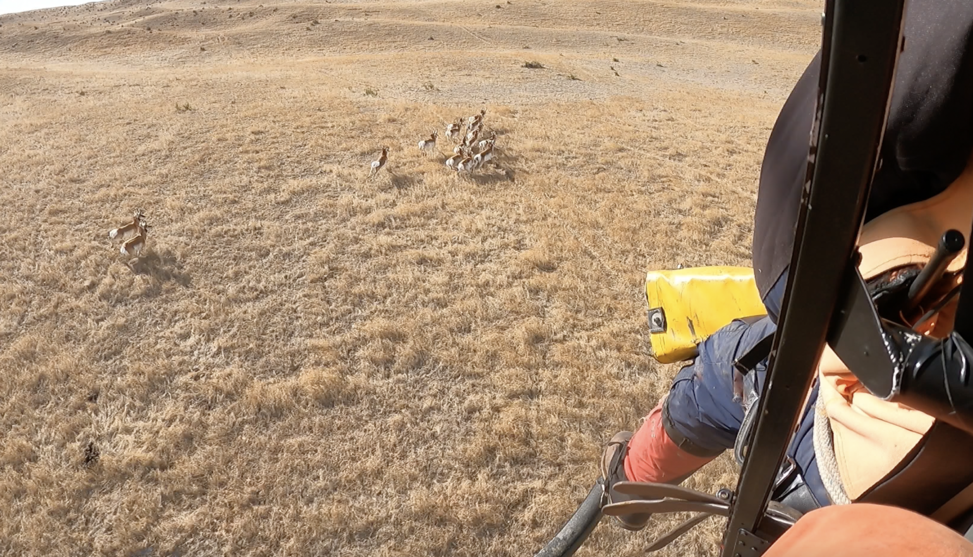 Pronghorn capture from helicopter