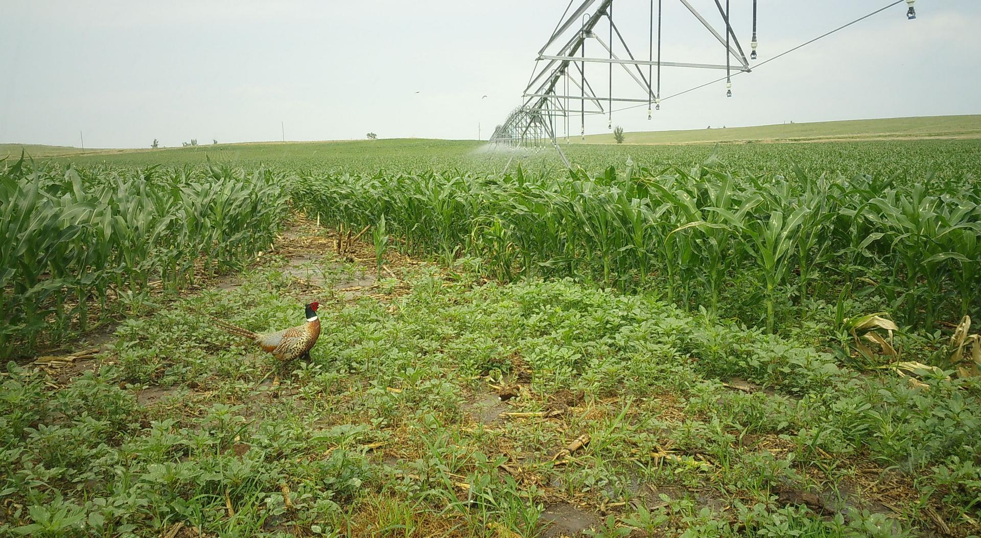 Pheasant in a crop field