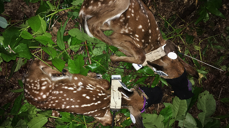 Two fawns with tags