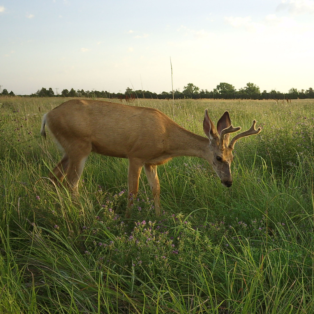 Deer in agricultural field