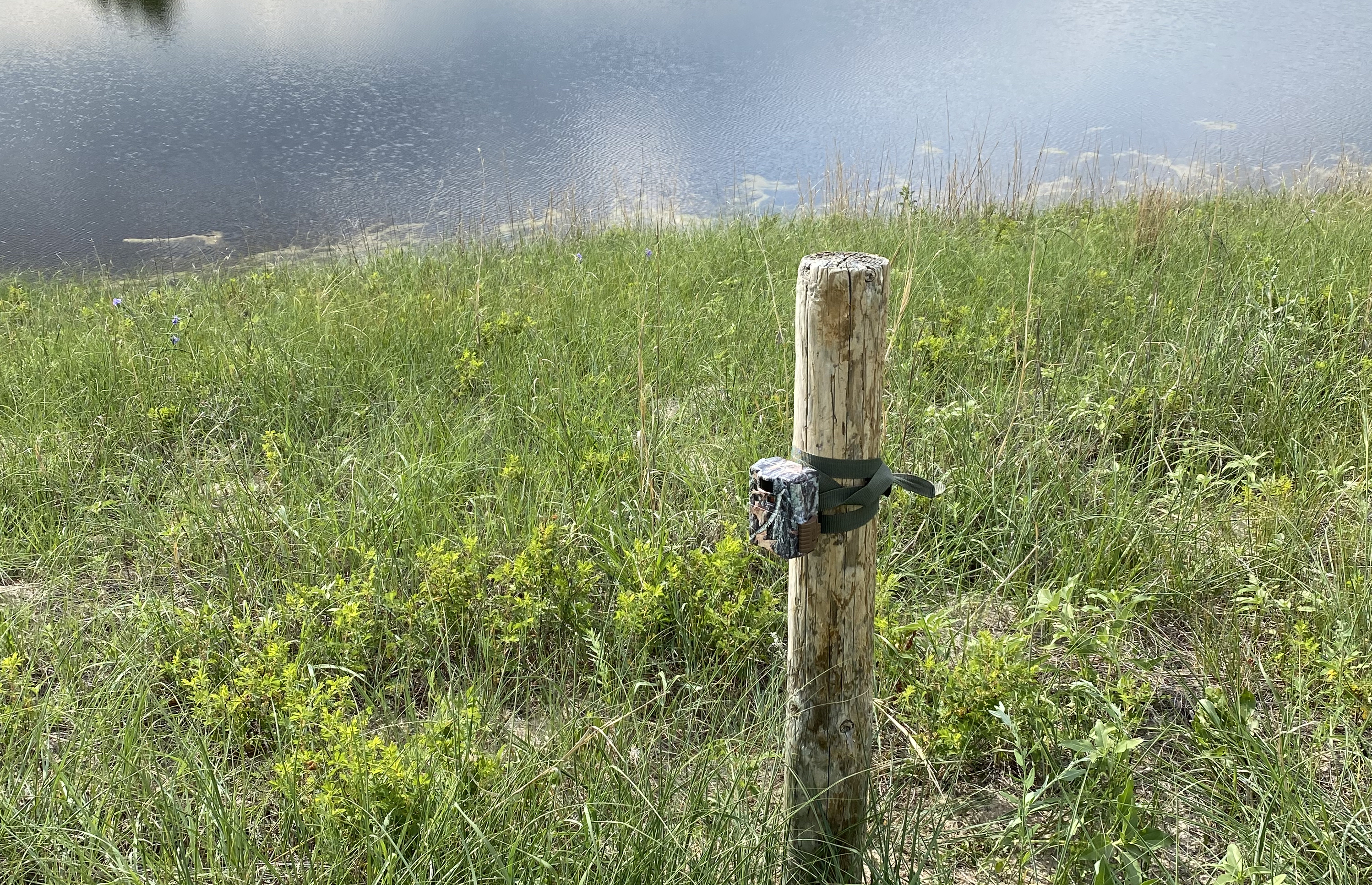 A game camera is set up on a wooden post in a Sandhills area pasture. A lake can be seen in the background.