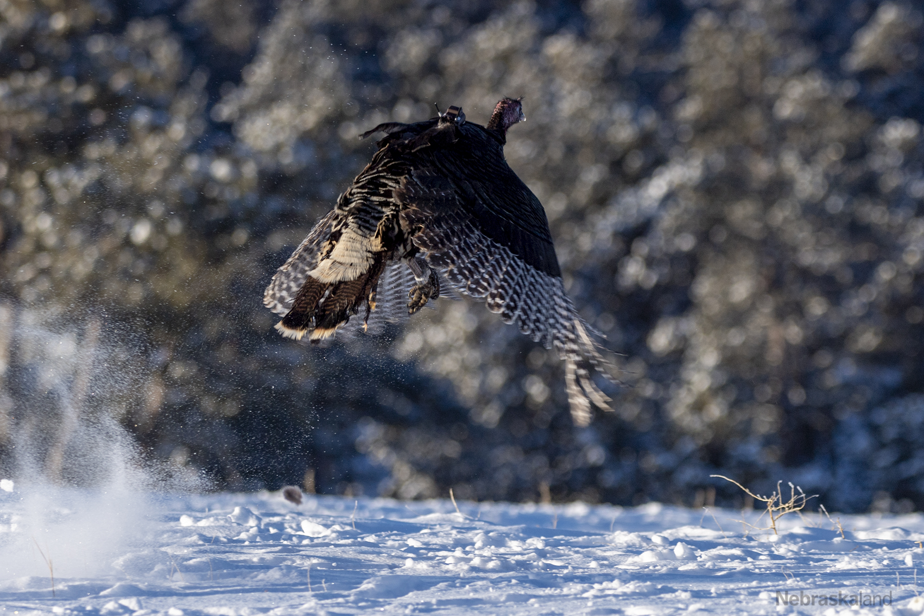 A wild turkey flies away in the snow after being fitted with a backpack-style GPS tracker