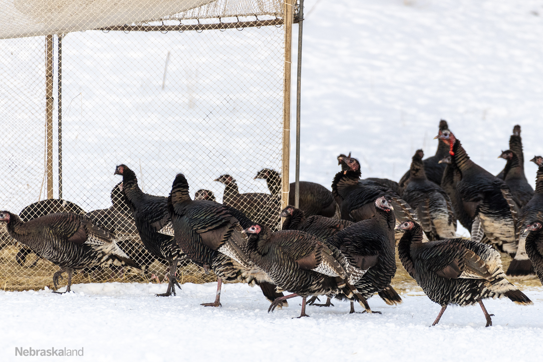 Wild turkeys roam in and around a walk-in trap