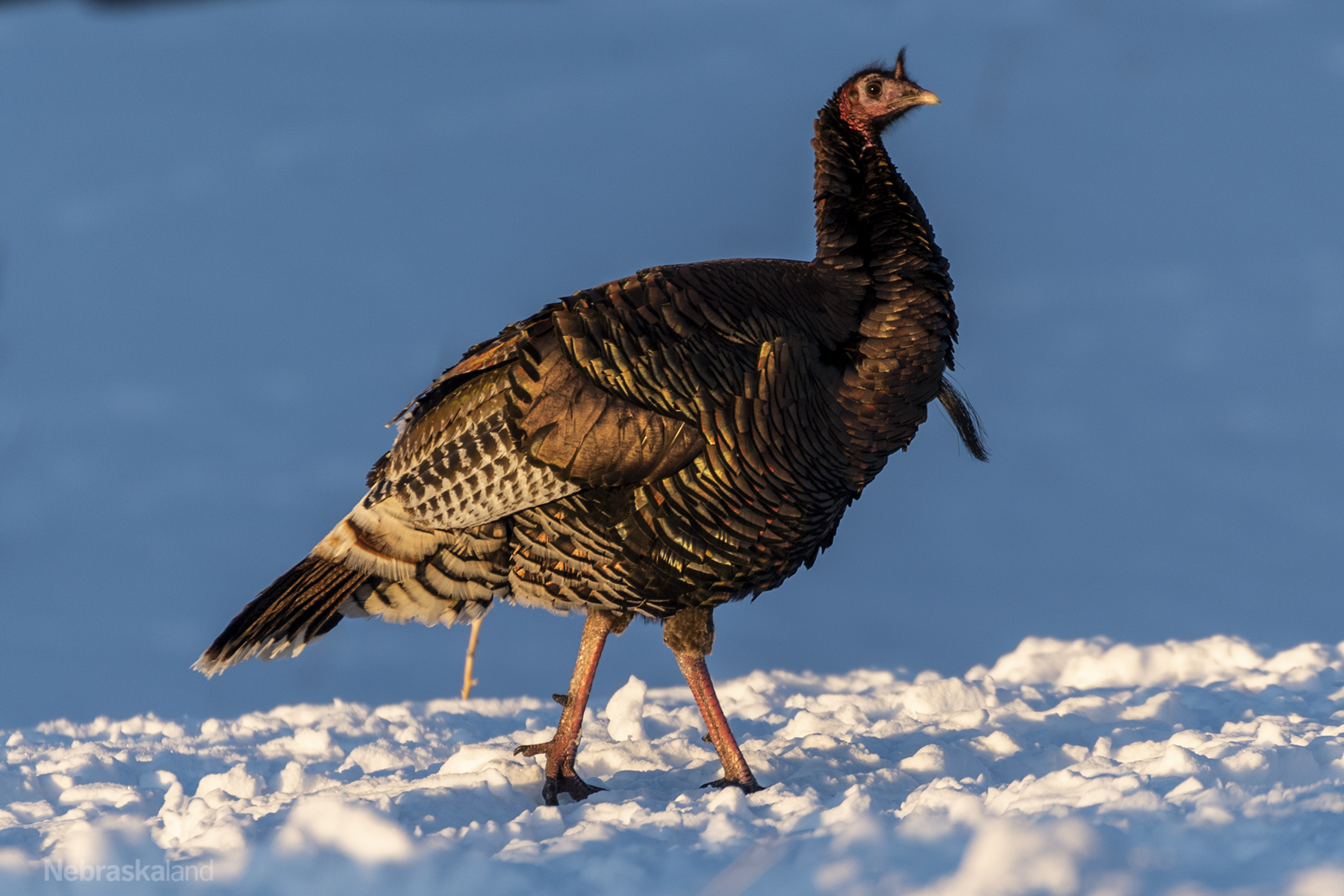 A wild turkey stands in the Nebraska snow