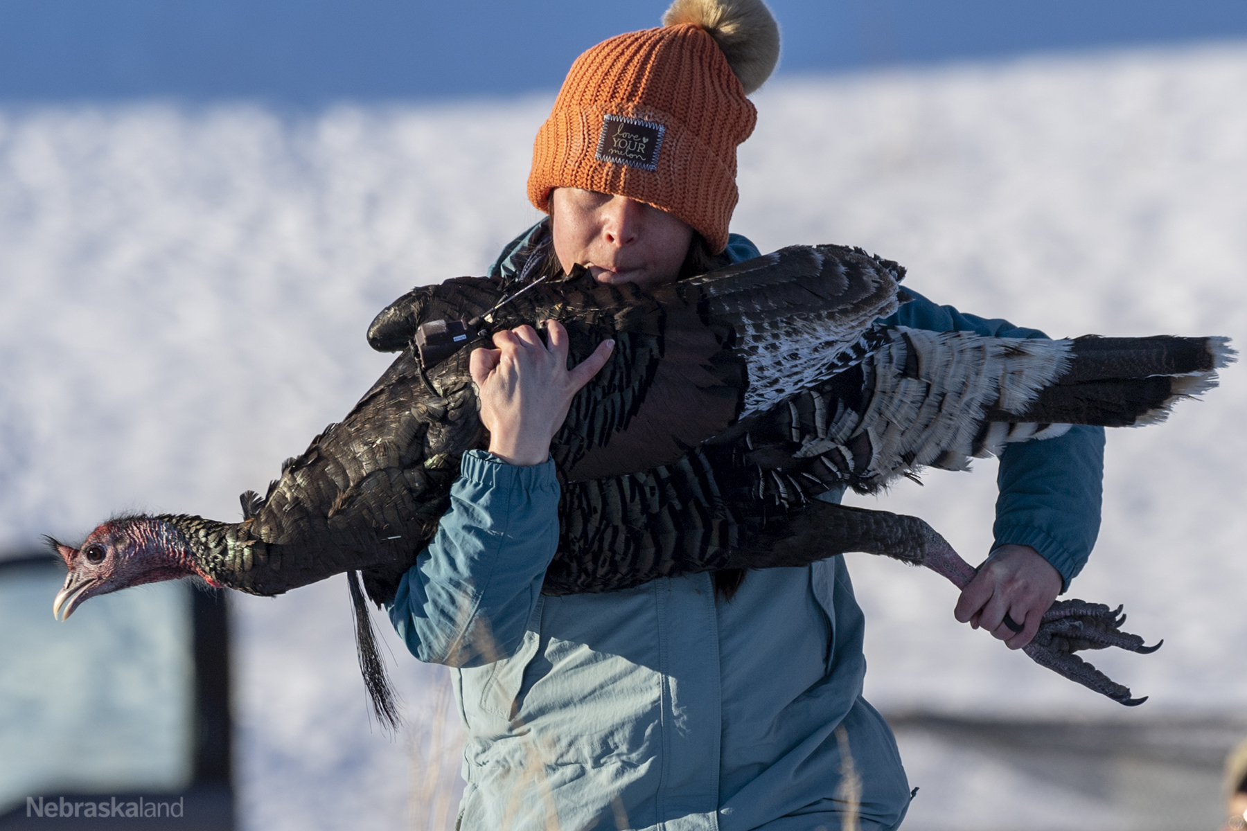 Erin Urey hold a wild turkey and walks through the snow to a safe site to release the turkey back to the wild