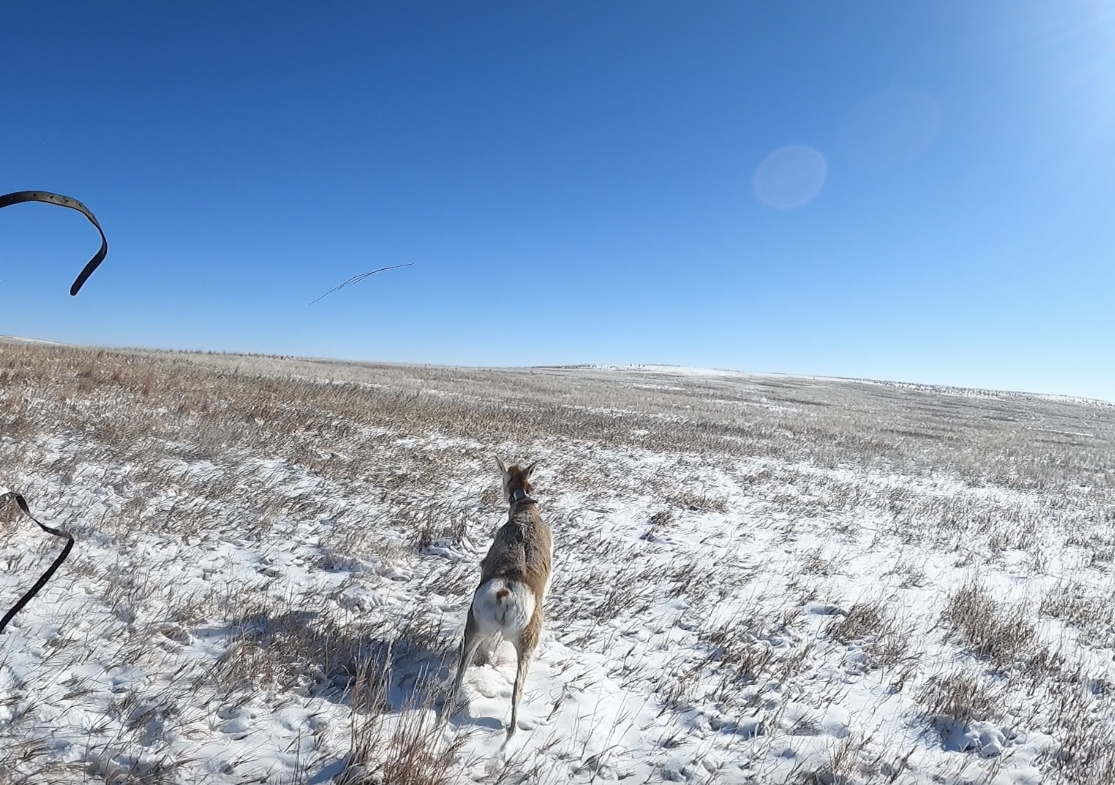 A pronghorn bounds away into the Nebraska landscape after being fitted with a GPS collar.