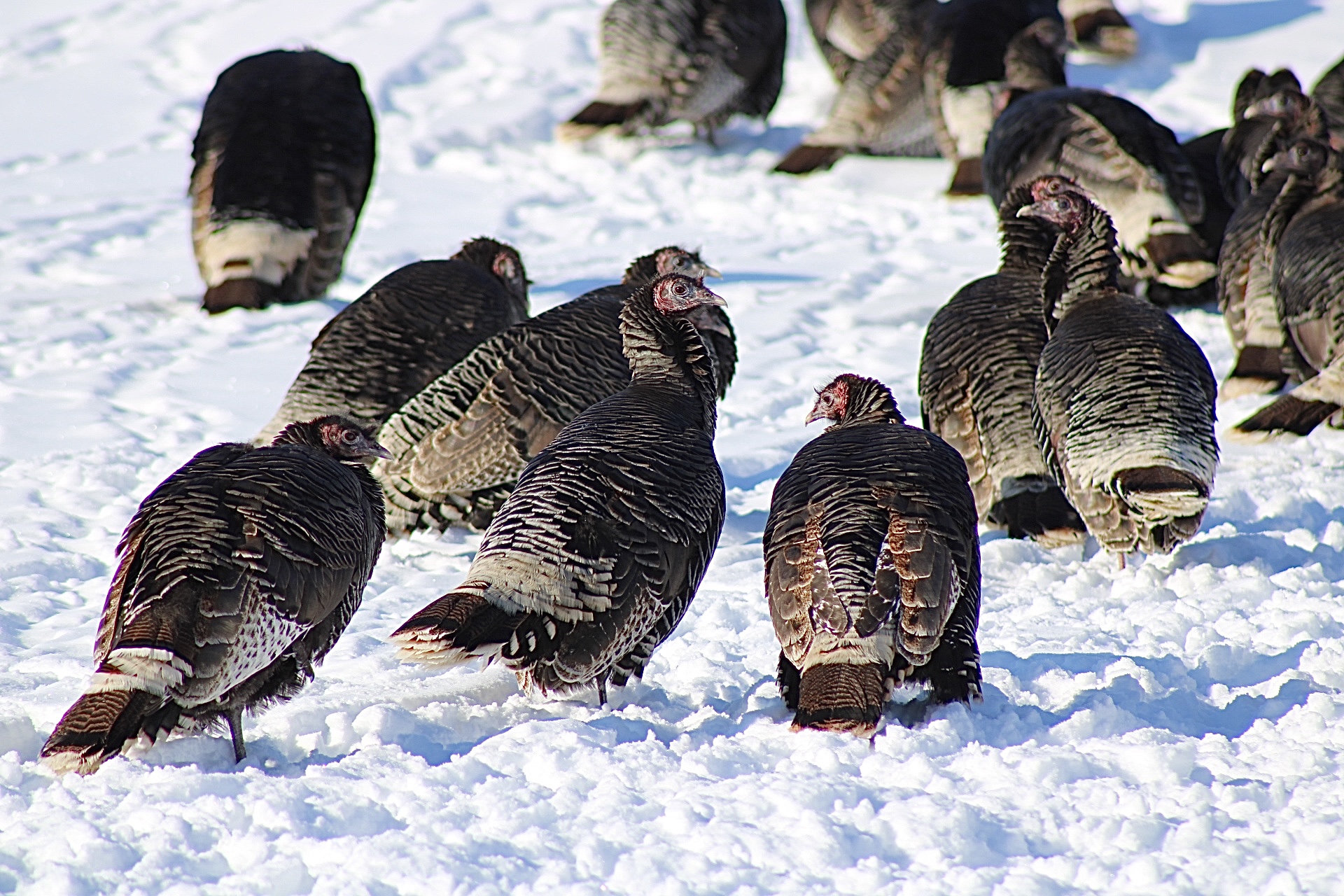 Wild turkeys gather in the snow