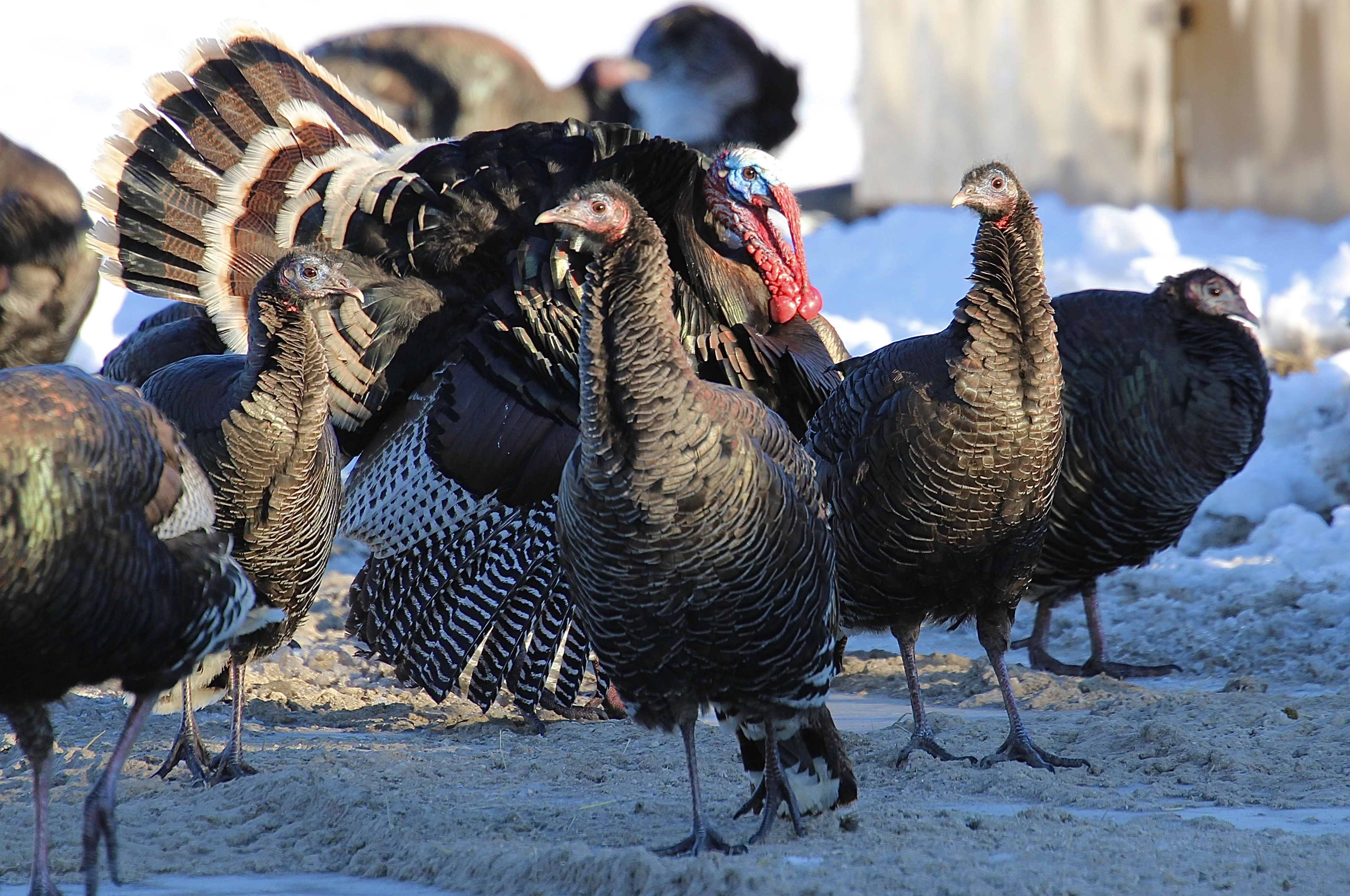 Wild turkeys gather in a flock on a rural Nebraska road