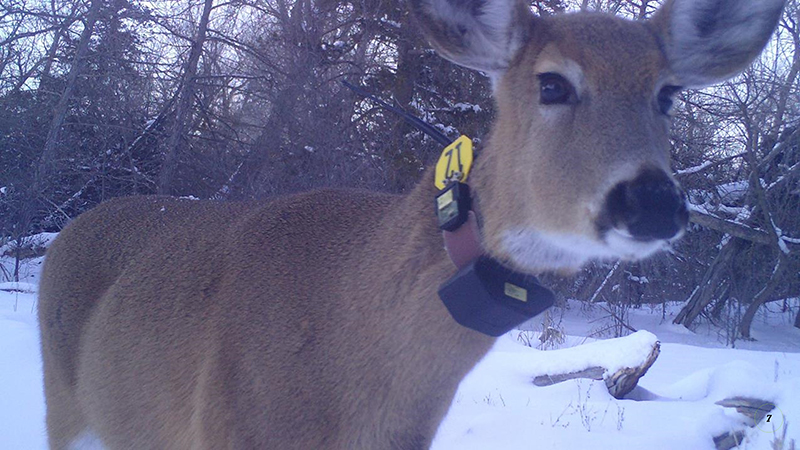 A deer with a GPS collar looks towards the camera. Snow can be seen in the background.