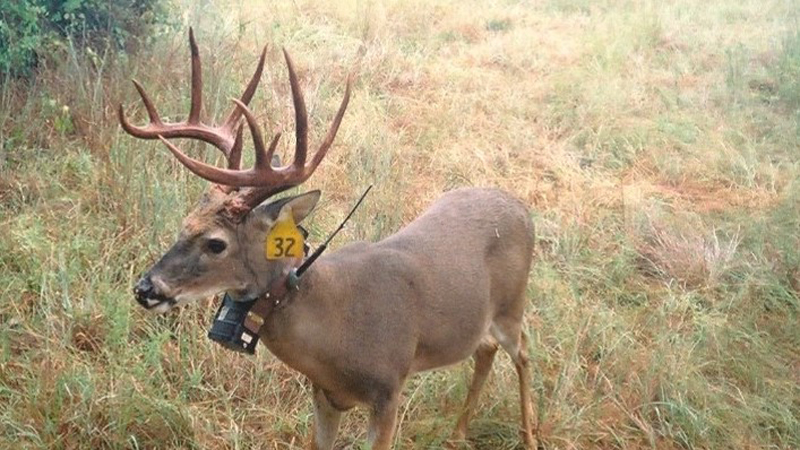 A buck with a GPS collar and an ear tag stands in a field