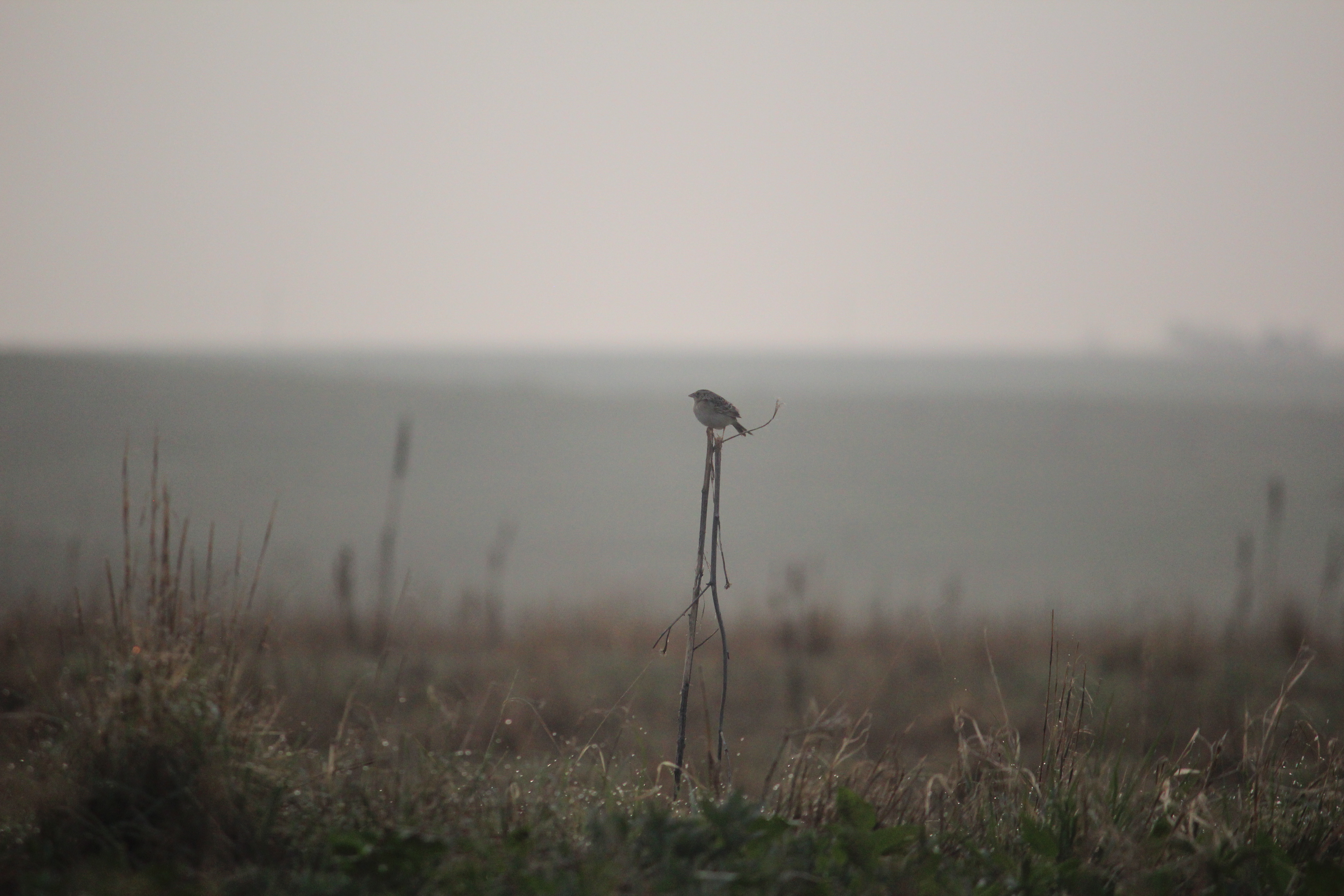 a grasshopper sparrow sits atop a dried stalk of grass