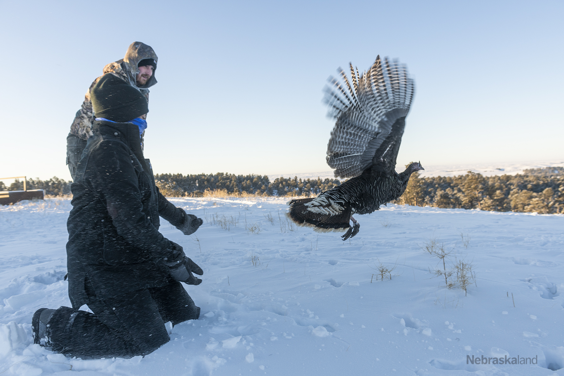 a wild turkey is released after being fitted with a GPS tracker and a leg band