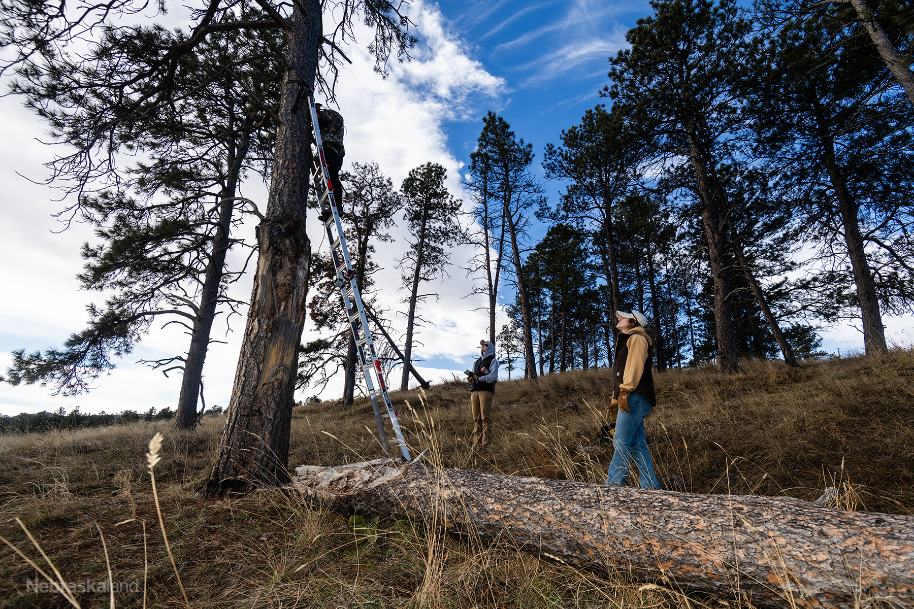 researchers attach an acoustic monitor to a tree using a ladder