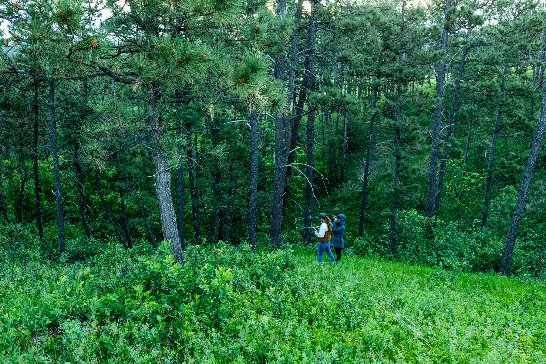 a researcher walks down a steep hillside while tracking wild turkeys