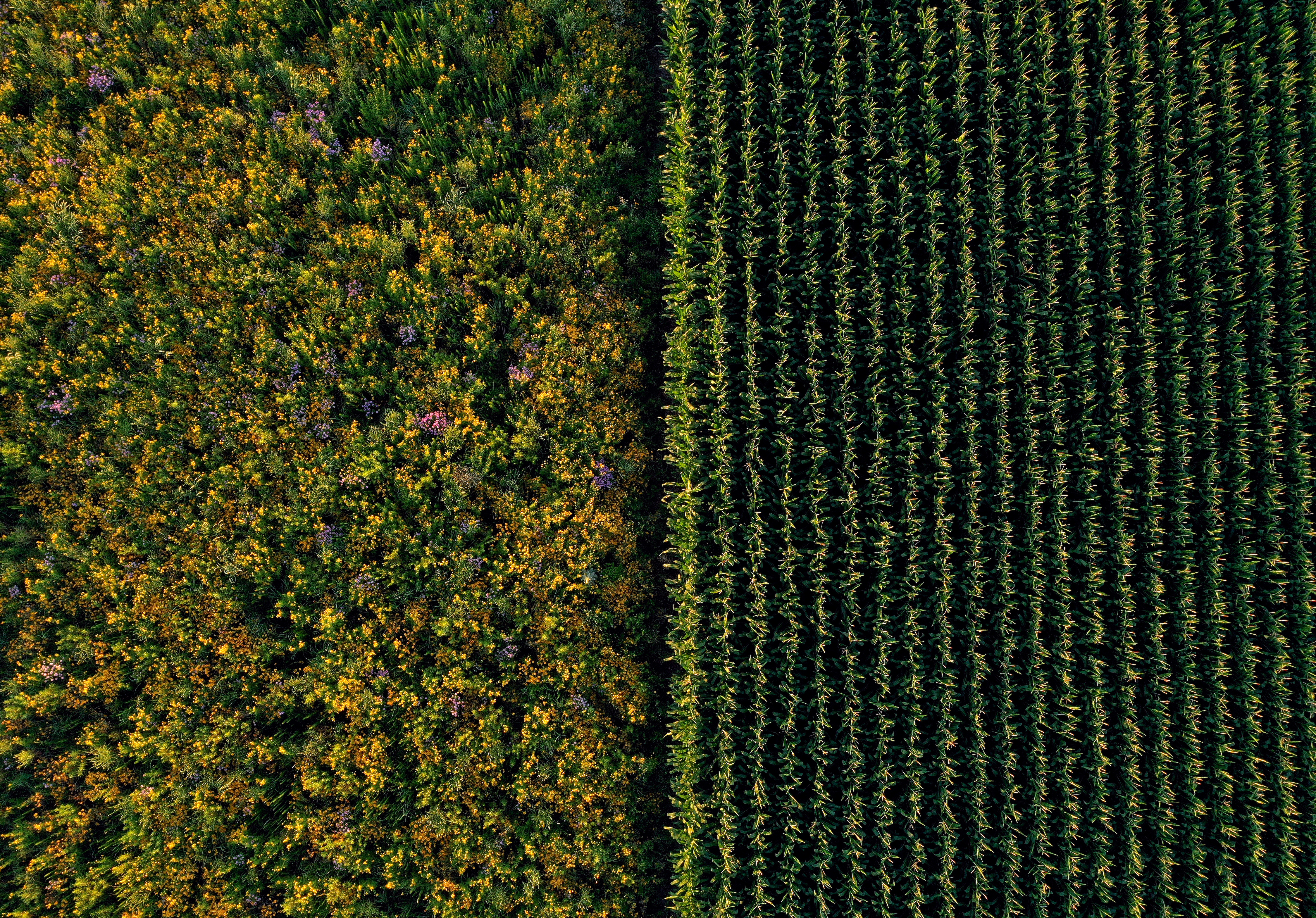 Aerial shot of a prairie strip next to corn