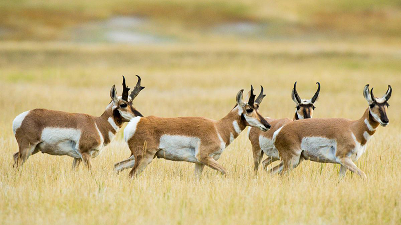 Four adult pronghorn stand in a golden field of grass