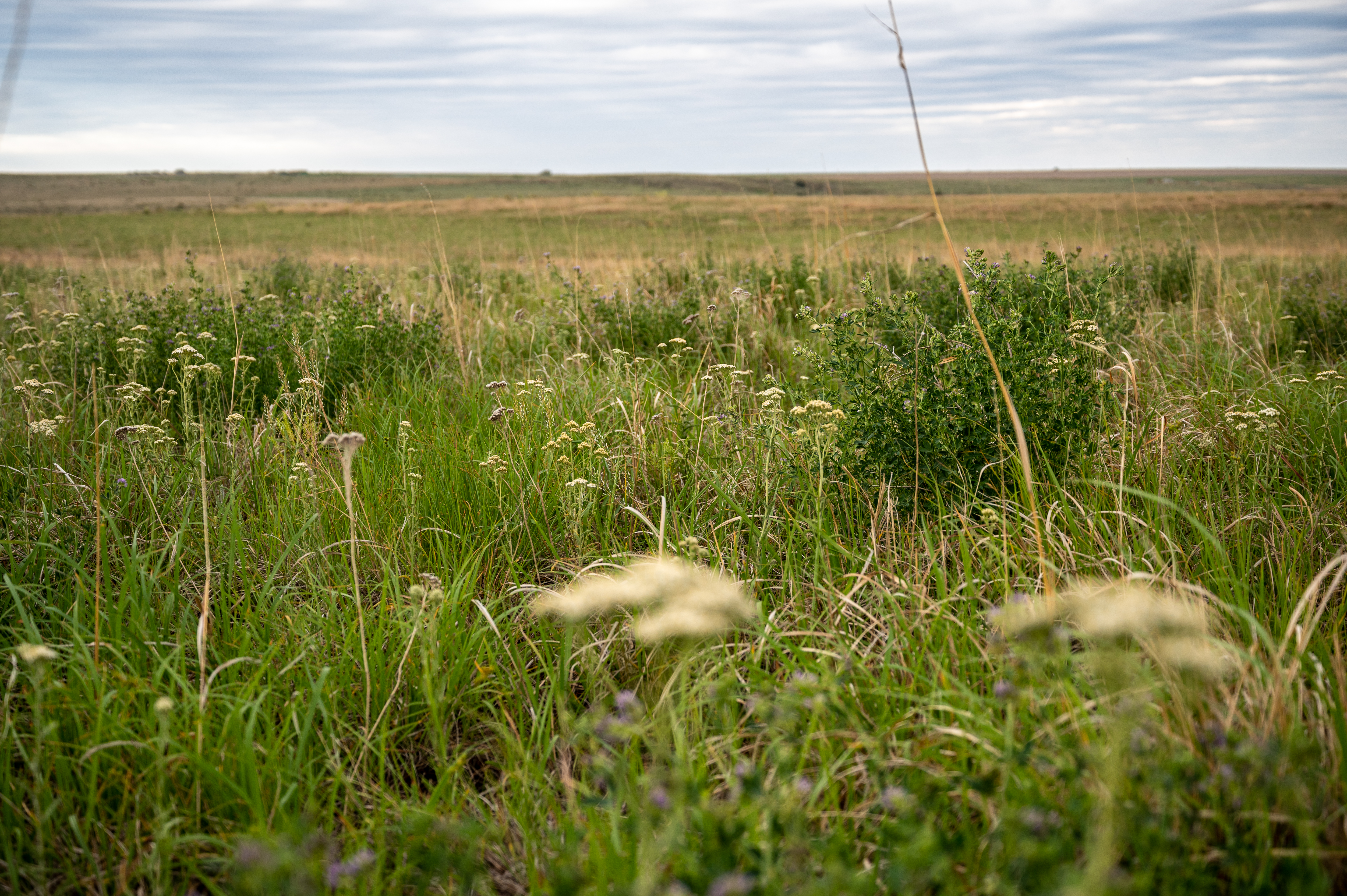 flowers bloom in a Conservation Reserve Program field in Nebraska