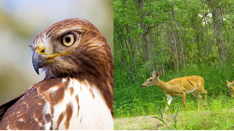 On the left side is a close up of a hawk, on the right side is a different photo of a white-tailed deer