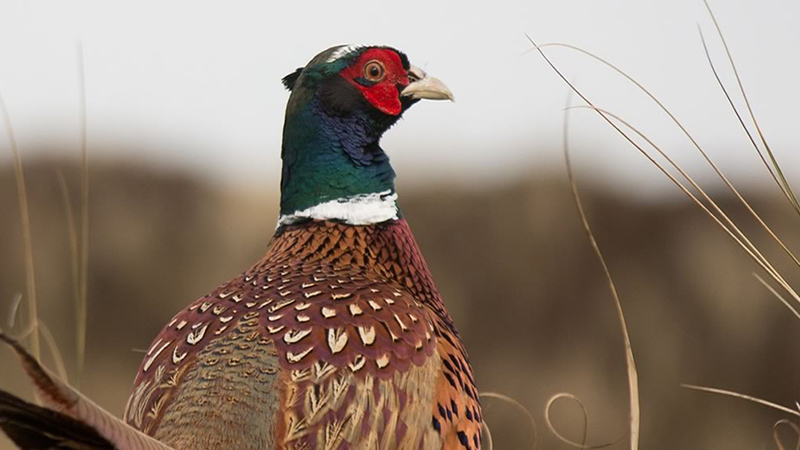 A male Ring-necked pheasant close-up