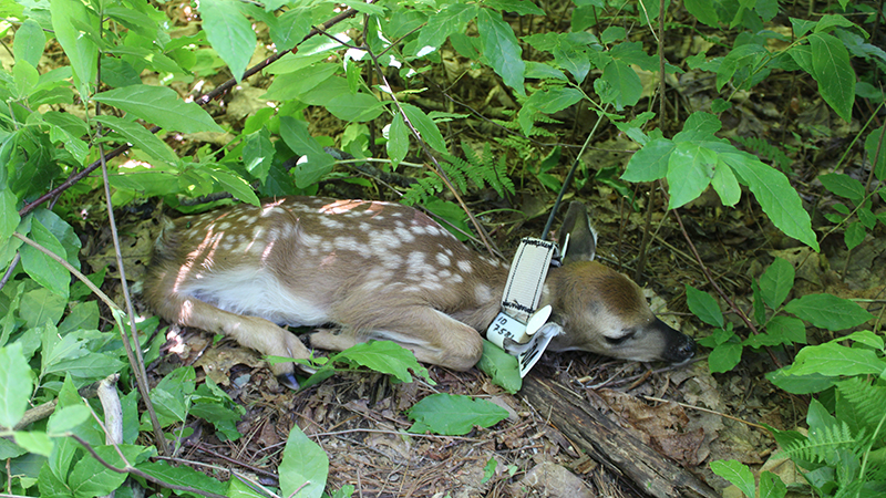 A fawn with a GPS collar lies hidden in greenery