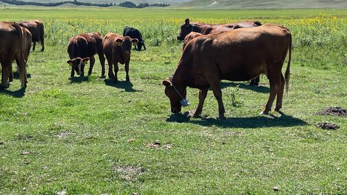 cattle wearing virtual fence collars graze in a field