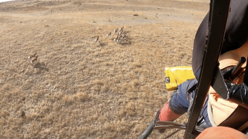 a small herd of pronghorn visible from above inside a helicopter
