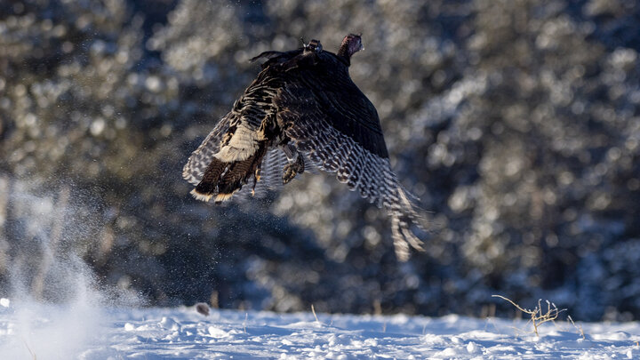 a wild turkey flies away after being fitted with a GPS tracker and leg band