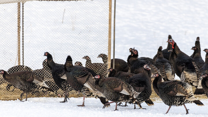 A group of wild turkeys in the snow