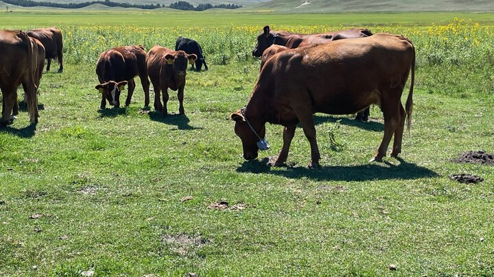 cattle wearing virtual fence collars graze in a field