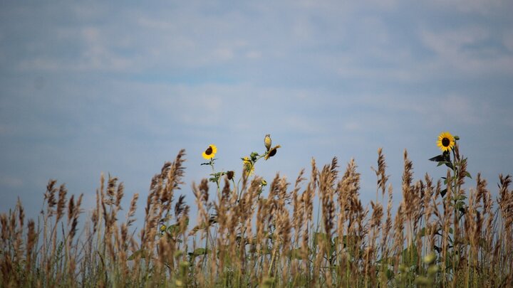 A female Dickcissel posted on a sunflower in a Conservation Reserve Program site