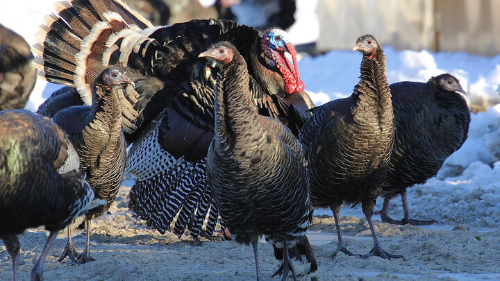 Wild turkeys gather on a snowy road