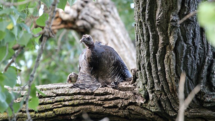 A tagged wild turkey hen sits in a tree with her poult