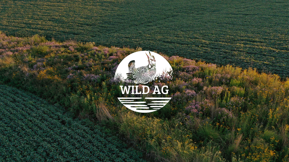 Image of a blooming prairie strip with the WildAg podcast logo overlaid