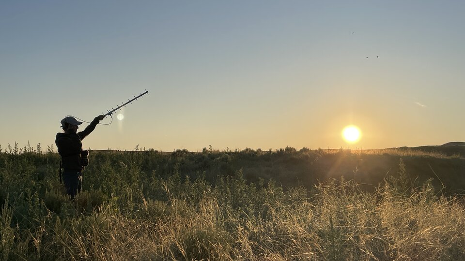 a person holds up a VHF antenna in the middle of a field at sunset