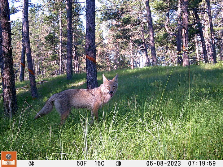 a camera trap photo of a coyote in a sparsely wooded area