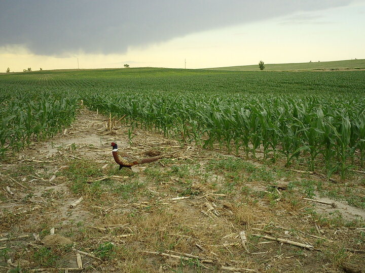 a male ring-necked pheasant in the middle of a corn field