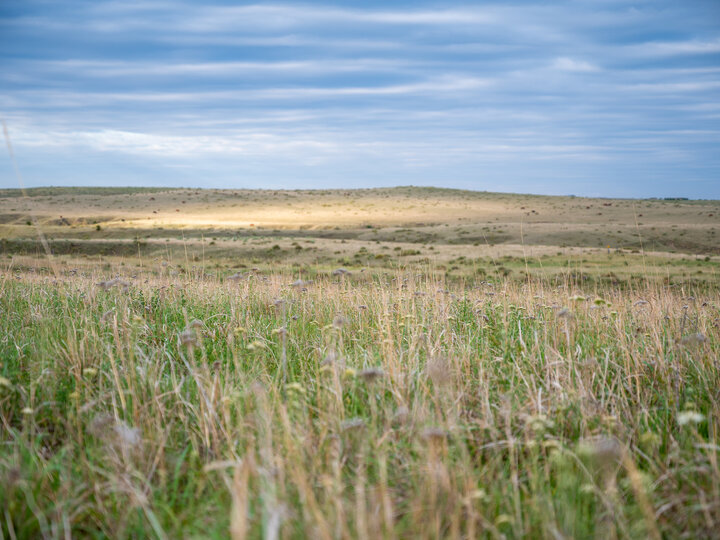 a Conservation Reserve Program field