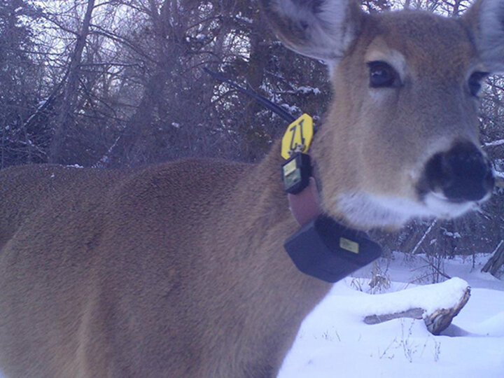 A deer with a GPS collar looks towards the camera. Snow can be seen in the background.