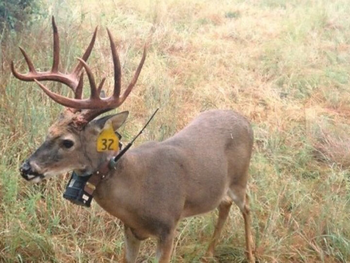 A buck with a GPS collar and an ear tag stands in a field