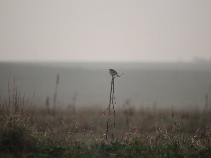 a grasshopper sparrow sits atop a dried stalk of grass