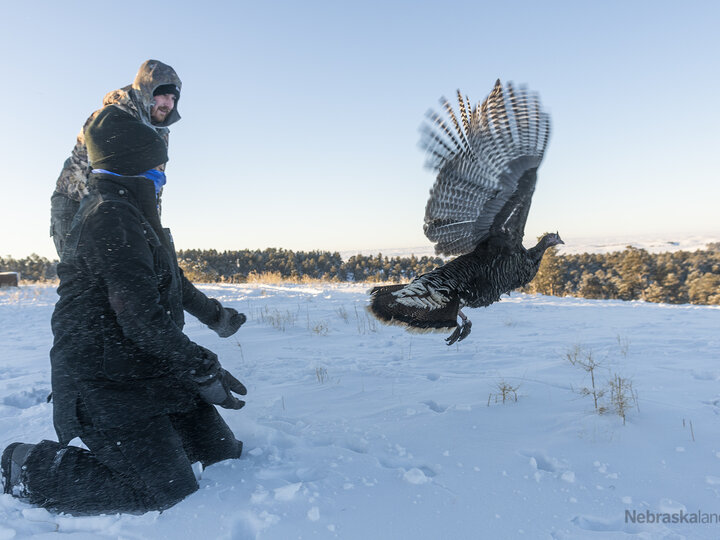 a wild turkey is released after being fitted with a GPS tracker and a leg band