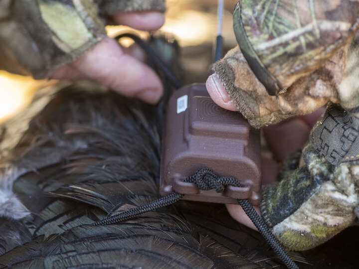 a researcher attaches a backpack-style GPS tracker to a wild turkey