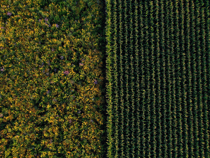 Aerial shot of a prairie strip next to corn