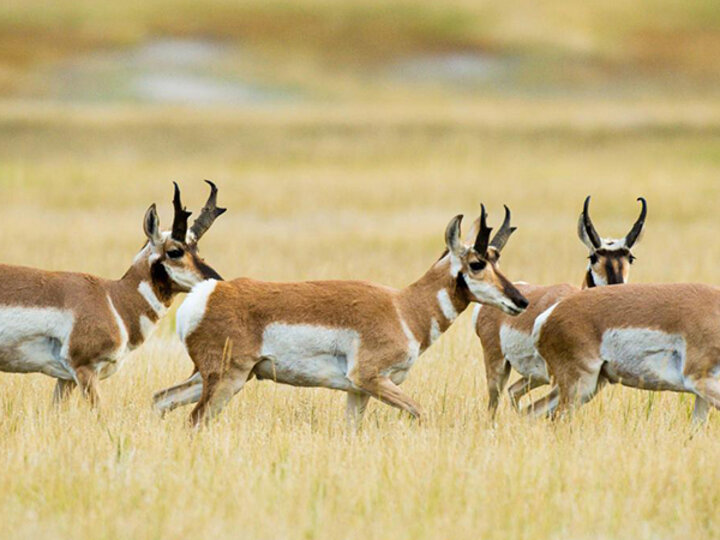 Four adult pronghorn stand in a golden field of grass