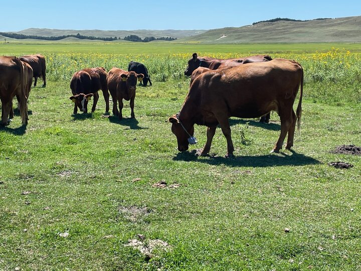 cattle wearing virtual fence collars graze in a field