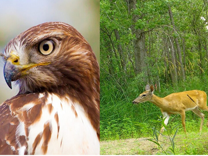 On the left side is a close up of a hawk, on the right side is a different photo of a white-tailed deer