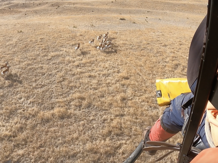 a small herd of pronghorn visible from above inside a helicopter