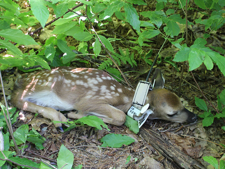 A fawn with a GPS collar lies hidden in greenery